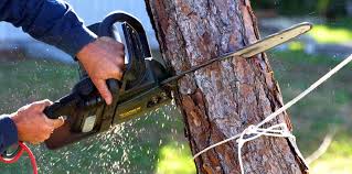 Best Tree Preservation Services  in Ottumwa, IA