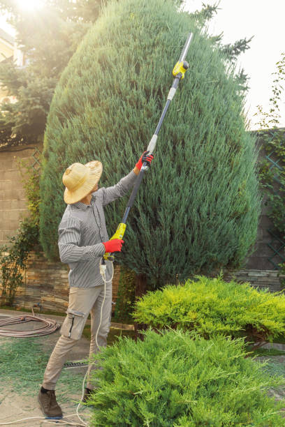 Best Arborist Consultation Services  in Ottumwa, IA